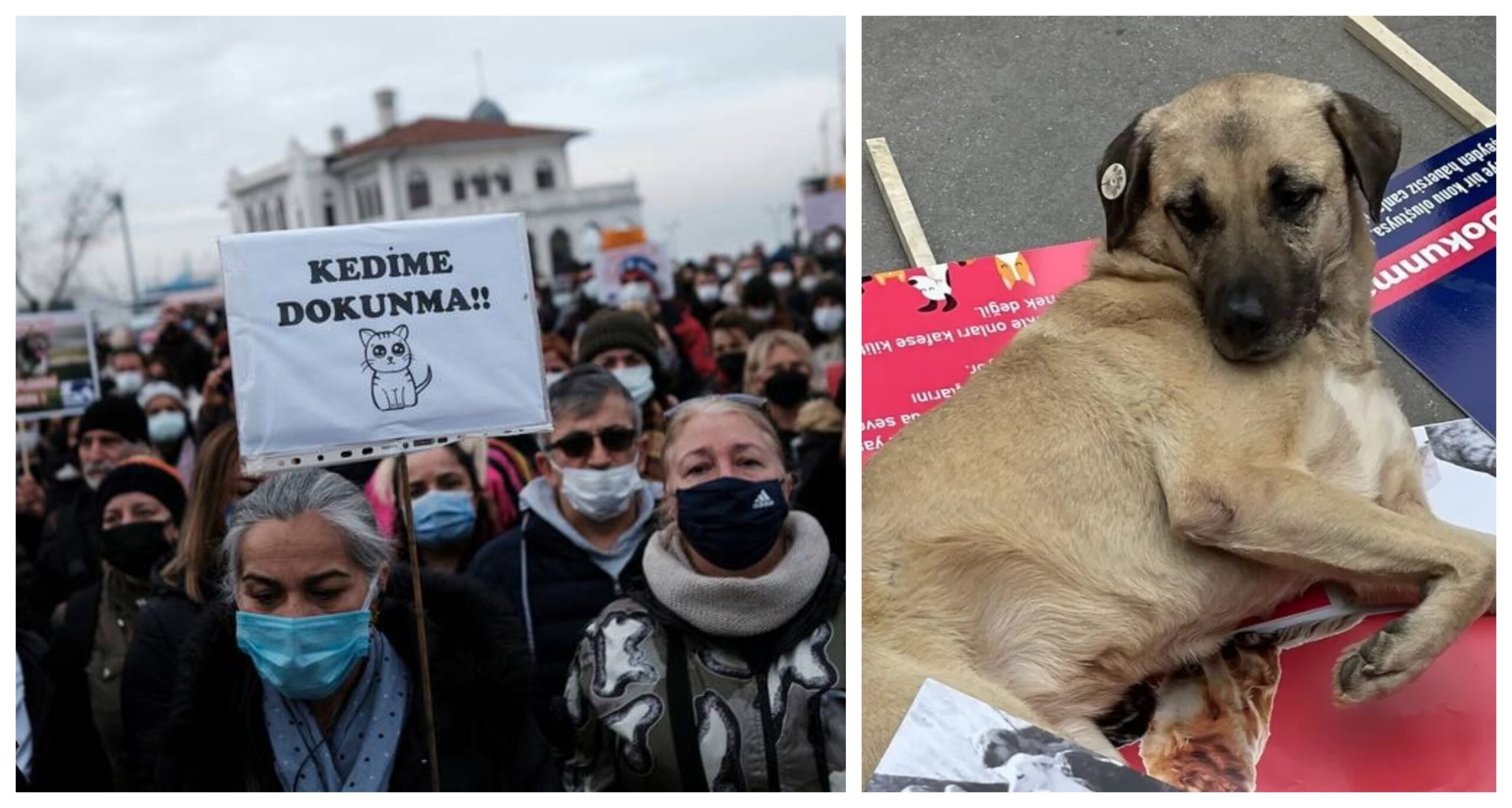 Τουρκία: Χιλιάδες άνθρωποι βγήκαν να διαδηλώσουν κατά της απόφασης του Ερντογάν να κλείσει όλα τα αδέσποτα στα κυνοκομεία